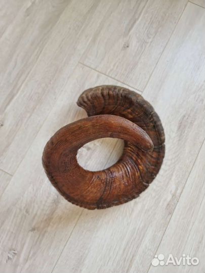 Рог горного барана