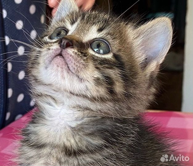 Кошка девочка котенок