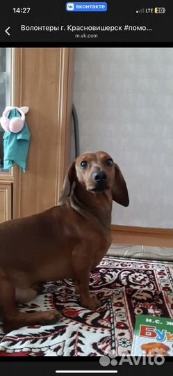 Собаки бесплатно такса