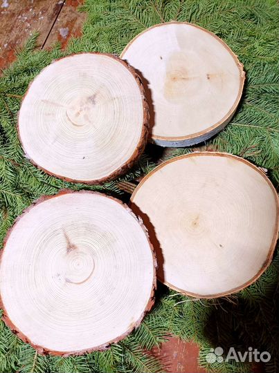 Торцевые спилы деревьев