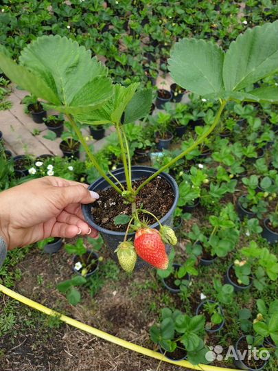 Рассада клубники Альба, Азия, Мурано, Кабрилло