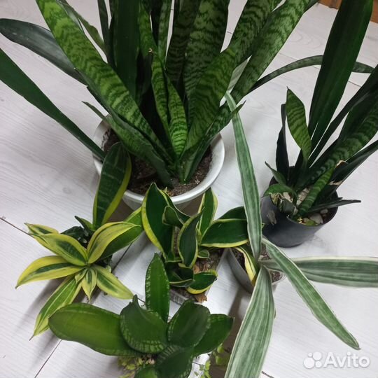 Сансевиерия сортовая
