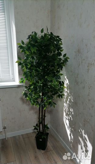 Искусственный фикус