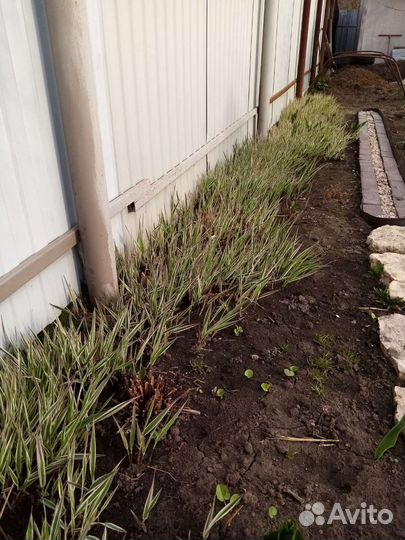 Фалярис Тростниковый