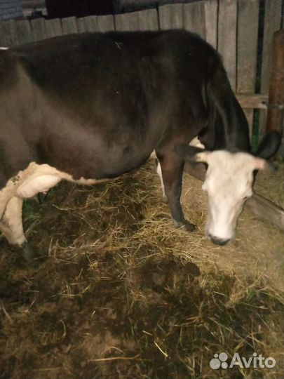 Коровы стельные дойные