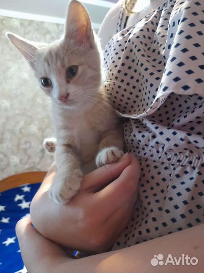 Котики в добрые руки бесплатно