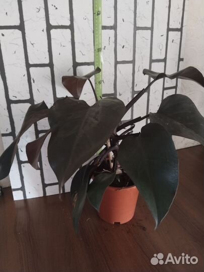 Филодендрон Нью Ред