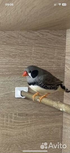 Зебровые Японские амадины