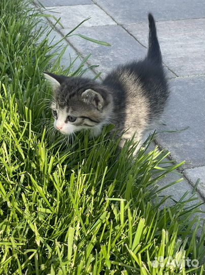 Котята в добрые руки бесплатно