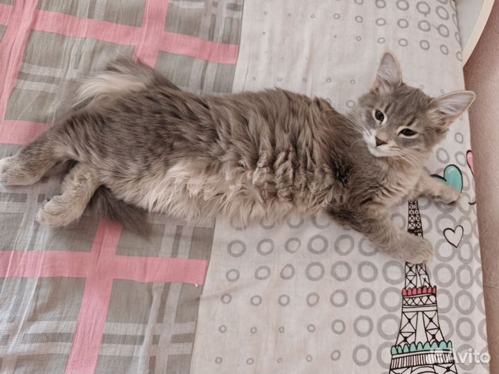 Сибирская кошка