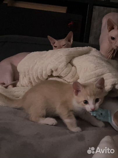 Кошка