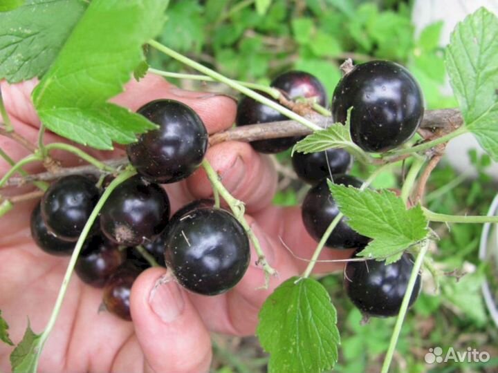 Саженцы черной смородины Тамерлан