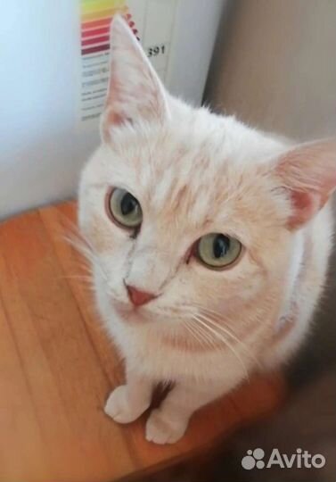 Персиковая кошка компаньон