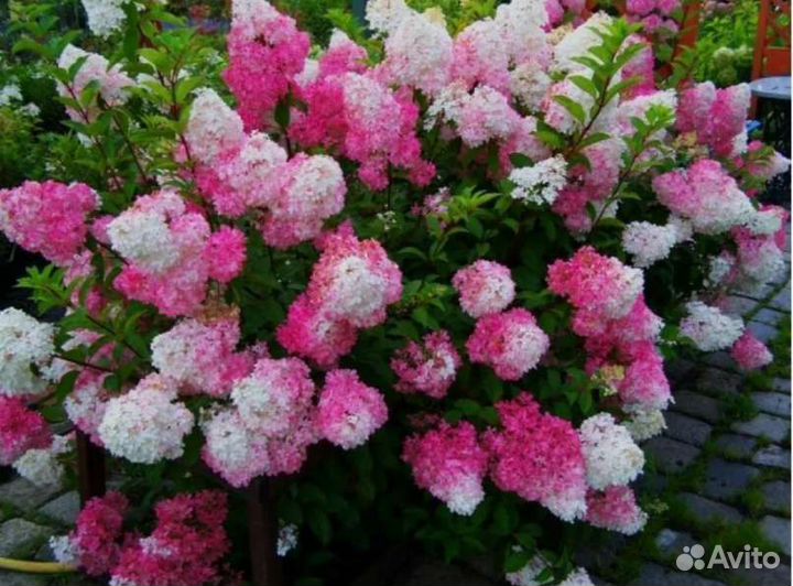 Гортензия метельчатая