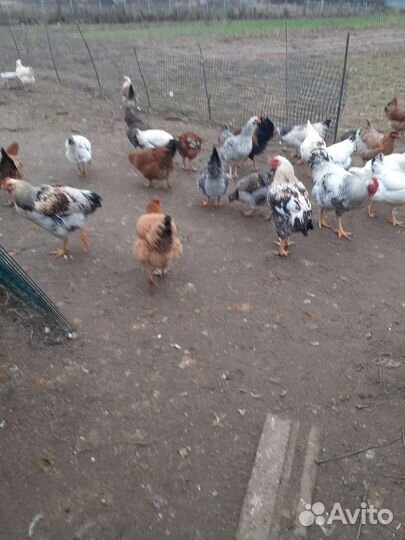 Курочки молодки