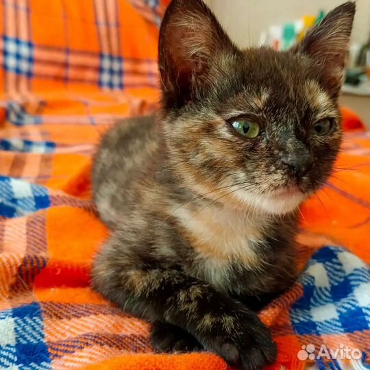 Котята в добрые руки (кошки 3-4 месяца)