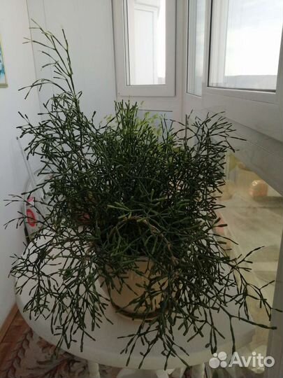 Хатиора-танцующие кости