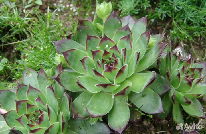 Молодило-каменная роза