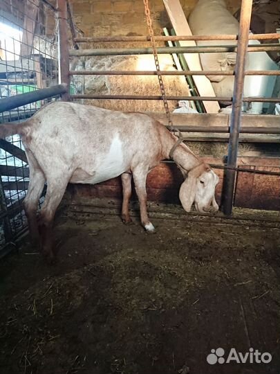 Нубийские козы