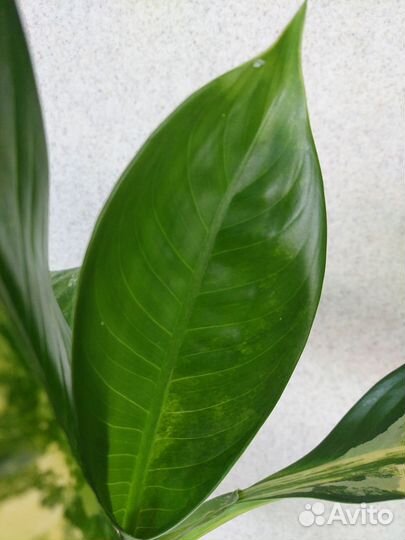 Диффенбахия Yellow variegated, дрифтинг
