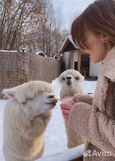 Горнолыжные туры в Архыз