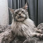 Мейн-кун, кот вязка
