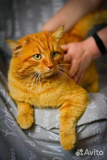 Молодой котик в добрые руки