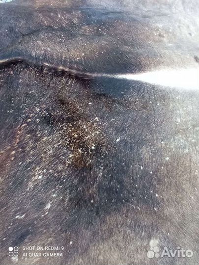 Бычья шкура(шкура быка)