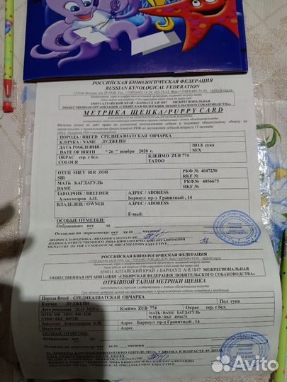 Щенки сао