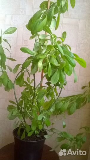 Дерево любви- комнатное растение