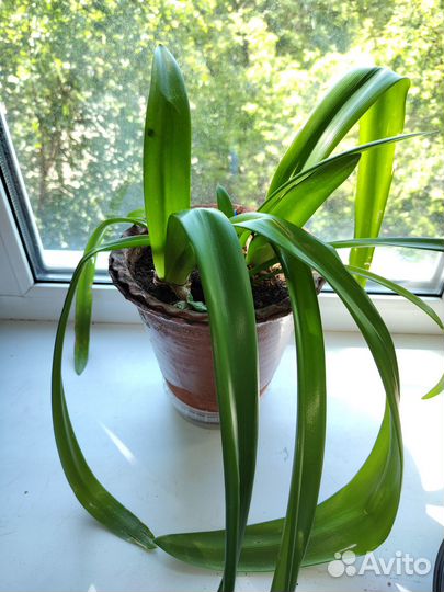 Гиппеаструм