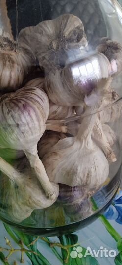 Чеснок