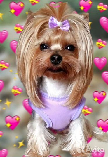 Груминг собак Ленинаван, Военвед, Суворовский