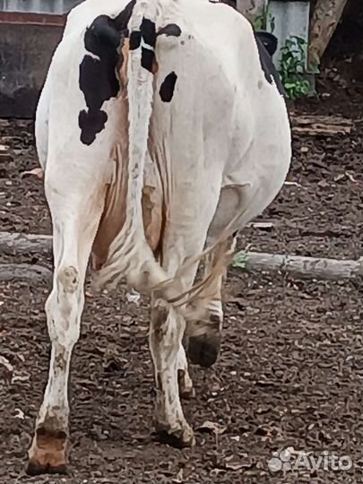 Коровы и телки стельные, быки