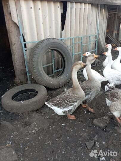 Холмогорские гуси