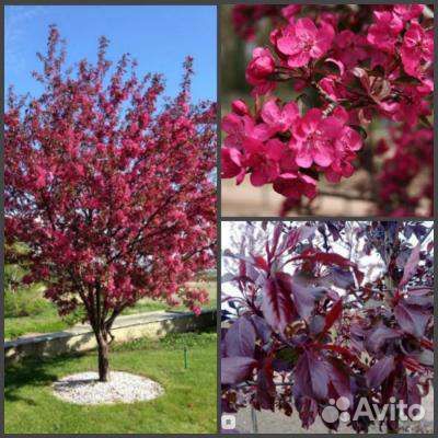 Яблони декоративные Роялти и Малиновка