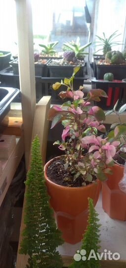 Комнатные растения