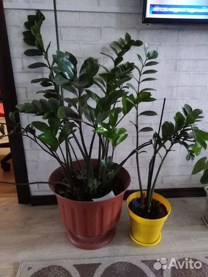 Комнатные растения