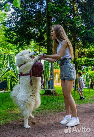 Передержка животных с догситтером