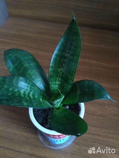 Сансевиерия ханни