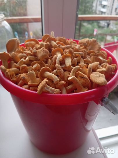 Брусника,Лисички