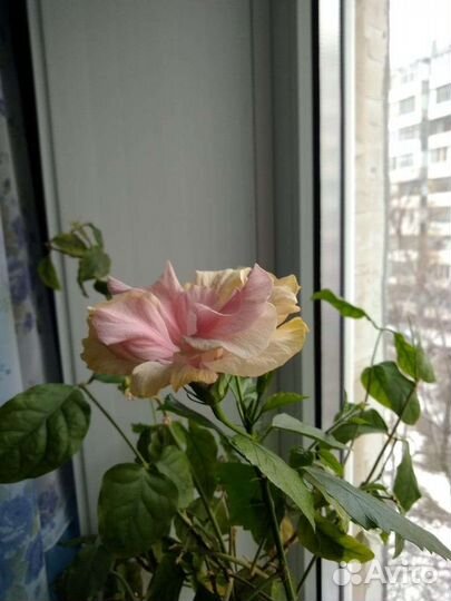 Комнатные растения цветы