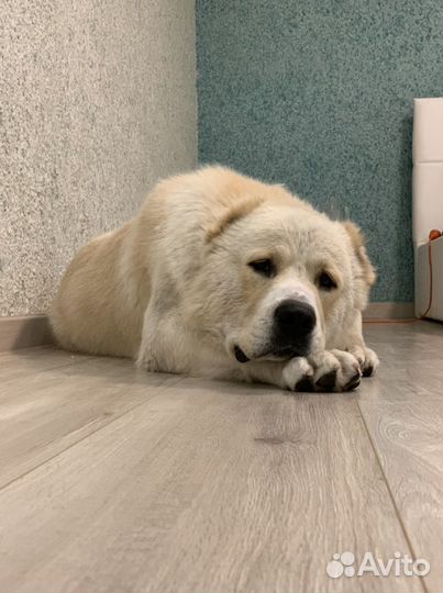 Корм променад для собак и кошек супер премиум