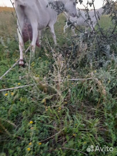2 козочки дойные