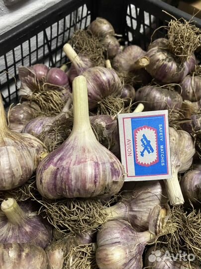 Чеснок домашний