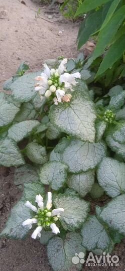 Садовые цветы и растения