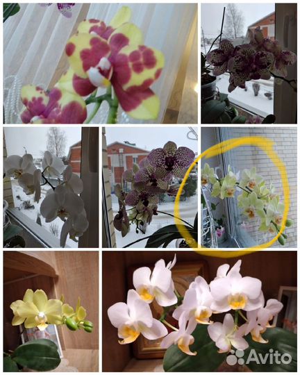 Фаленопсис