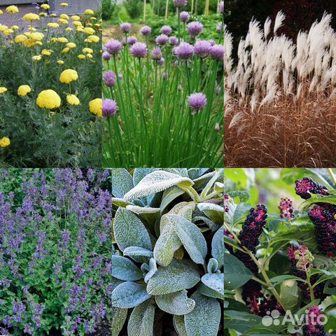 Многолетние цветы, травы