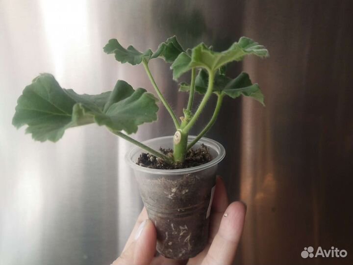 Kvarnlyckans Anna-Jeanette пеларгония