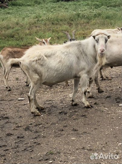 Козел на племя